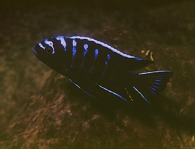 Cynotilapia afra 'Meponda'